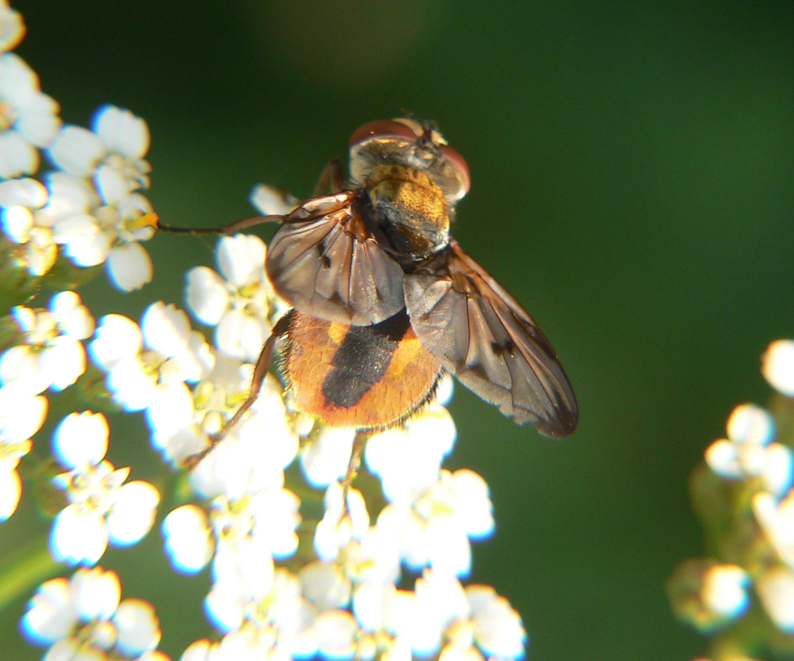 Ectophasia crassipennis (m) ?
